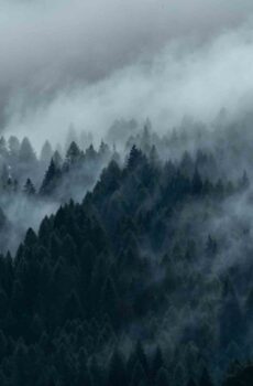 Foggy Forest